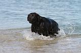 LABRADOR 588